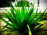 bali palm tree
