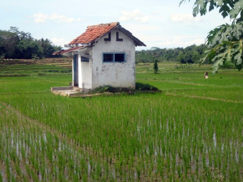 unused buildings in the middle of rice fields